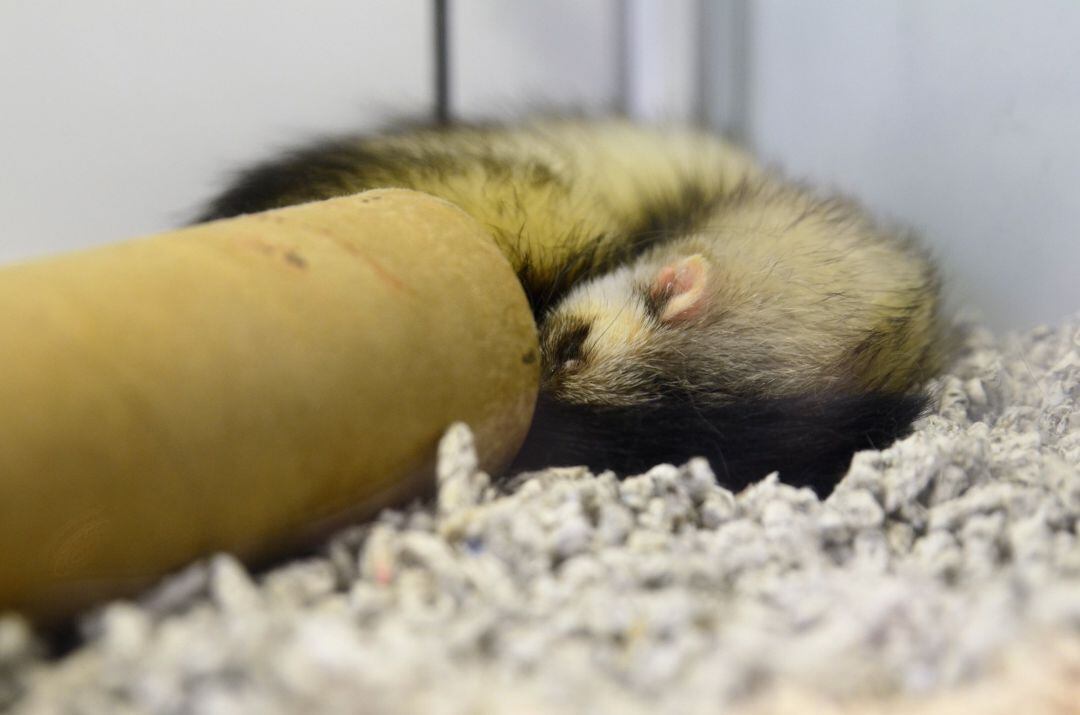 Animal, animales, hurón, hurónes, roedor, roedores