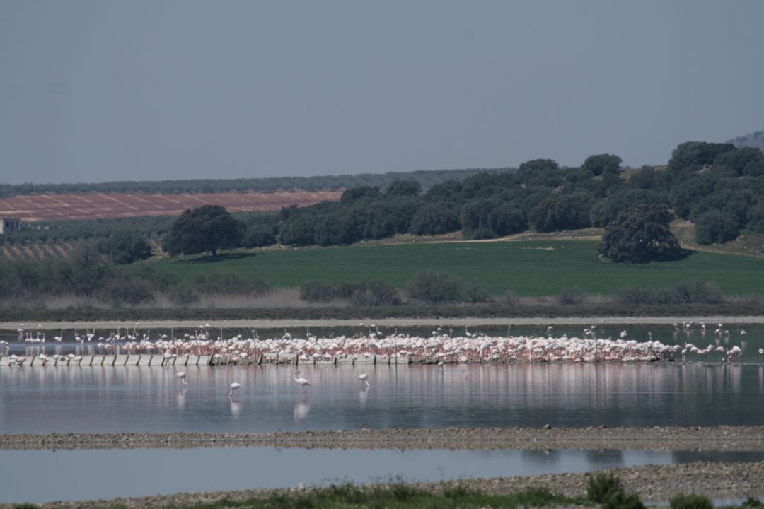 Flamencos en la Laguna de Fuente de Piedra (Málaga)