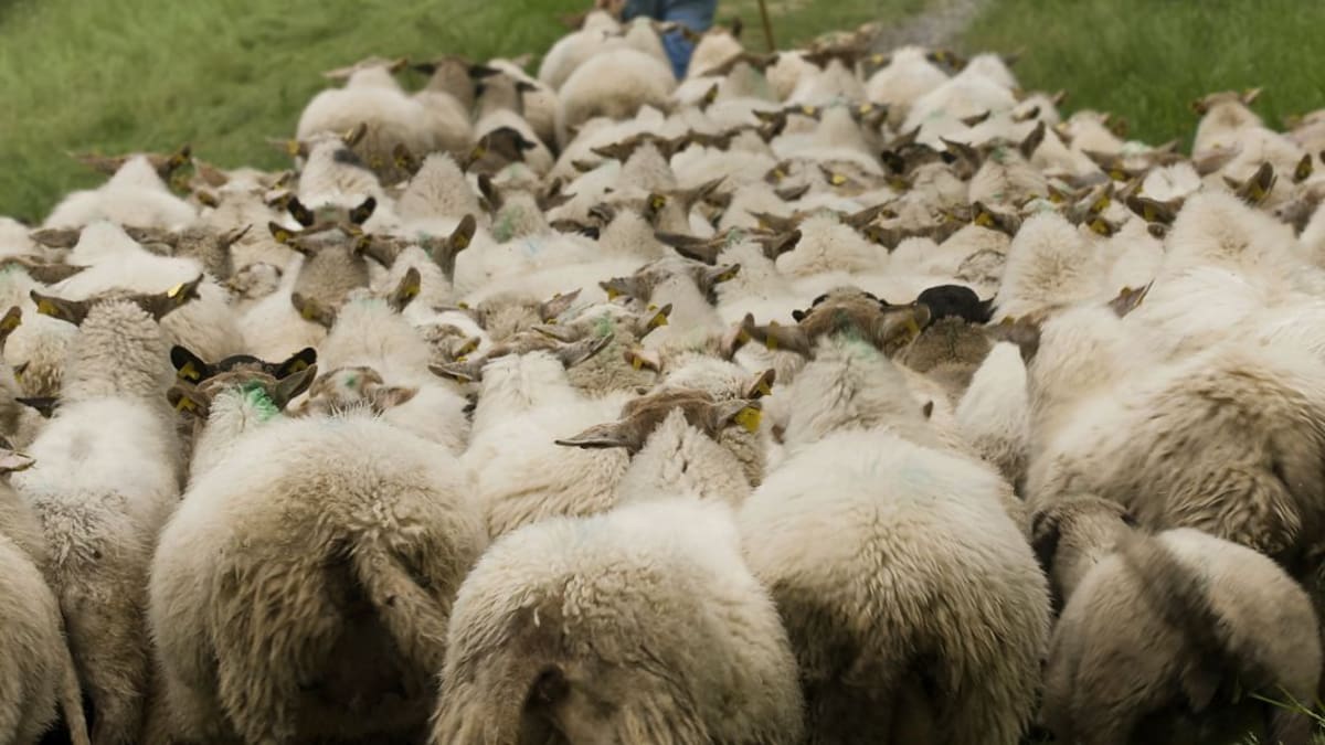 Amado Lizama un pastor de ovejas que charla con gente confinada
