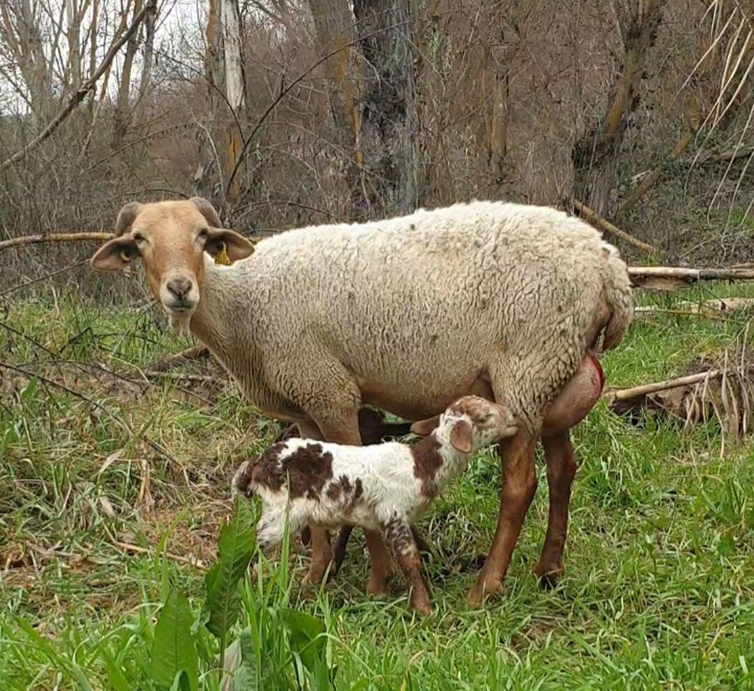 El sector primario de la agricultura y la ganadería ha logrado salvar el primer trimestre laboral del año en Granada