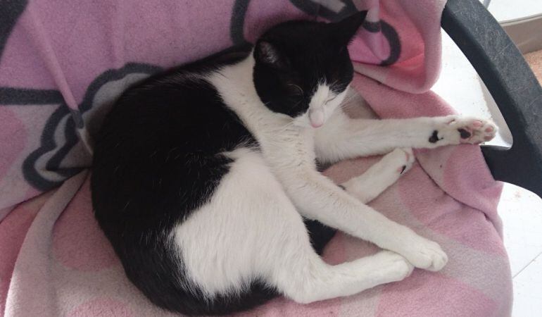 Perros y gatos en adopción en Valdemoro