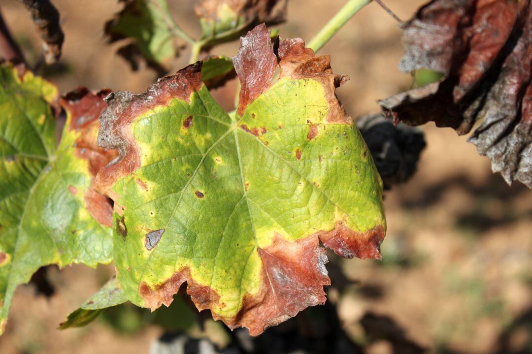 Imagen de un árbol afectado por la plaga