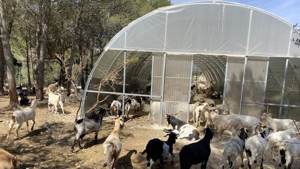 La Safor como ejemplo de la implantación del ganado como herramienta de prevención de incendios forestales