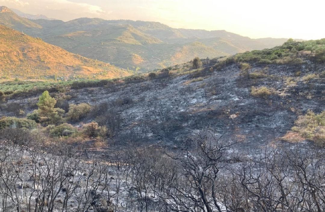 Así ha quedado la zona dañada por el fuego en el incendio forestal ocurrido en la Sierra de Cazorla, Segura y las Villas