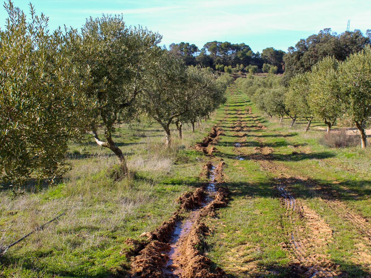 Aquí Catalunya des de les Borges Blanques | Les dificultats de viure al camp i dedicar-se a l'oli