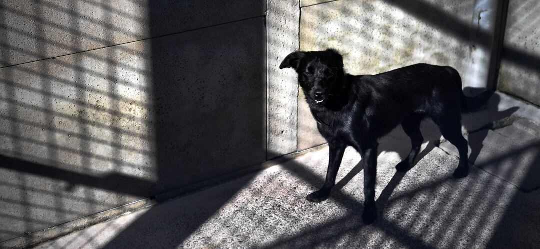 Un perro en un Centro de Protección Animal