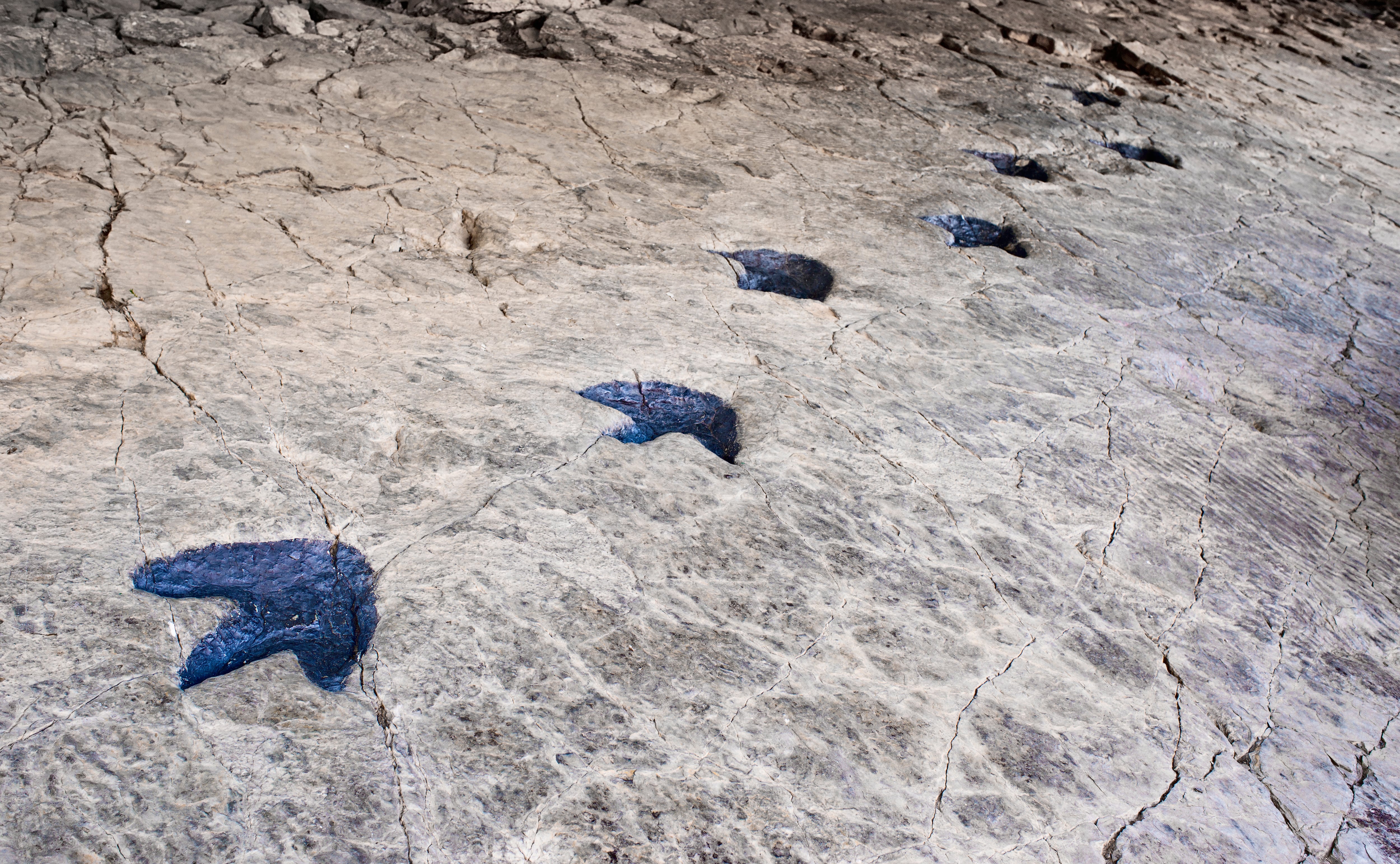 Fossilized dinosaur footprints, found in deposits of La Rioja, Spain