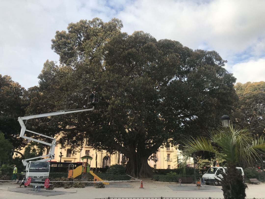 Conservación de una de las higueras australianas del Parterre