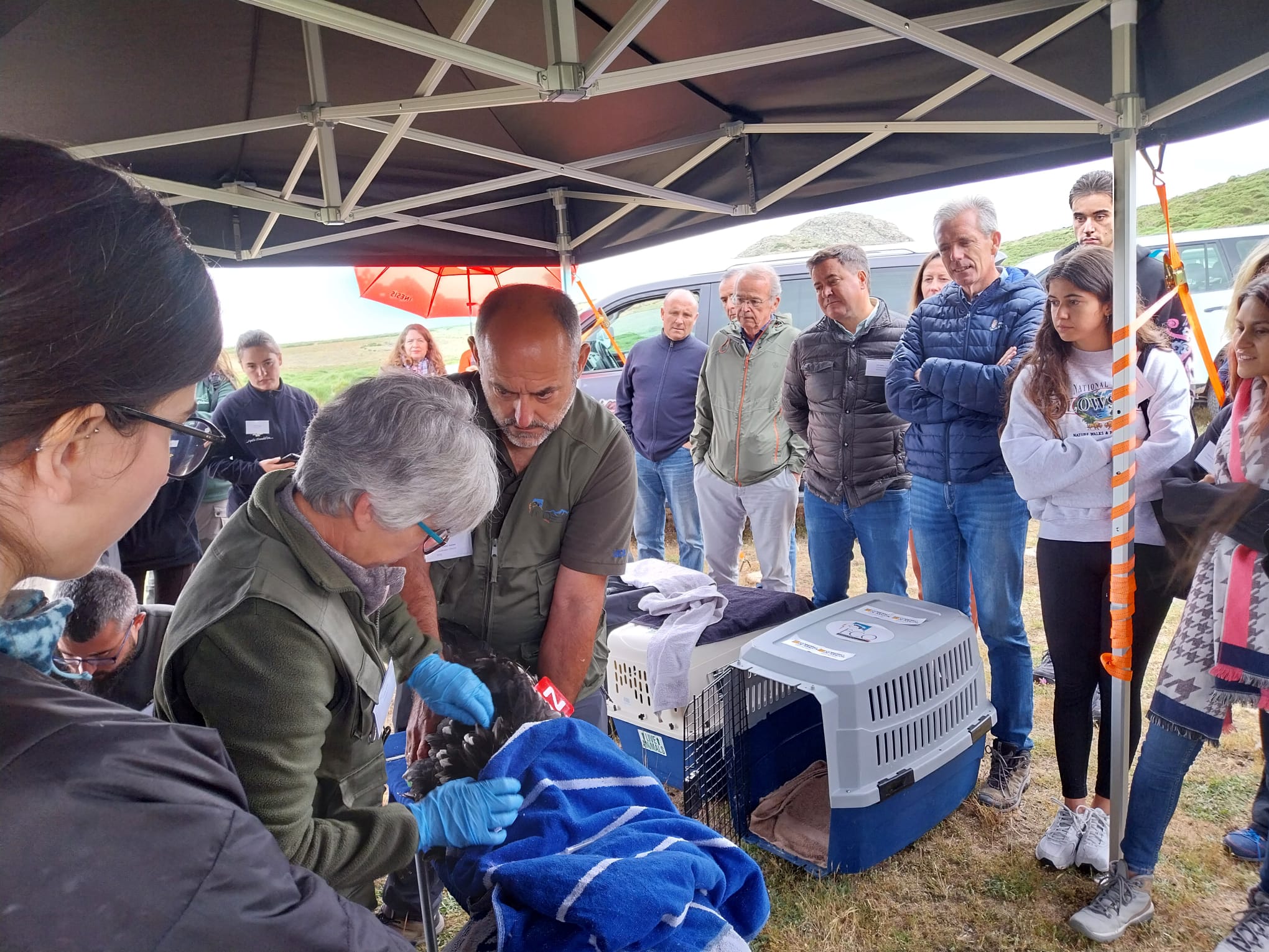 Los cuatro quebrantahuesos tienen unos 90 días y ahora pasarán un periodo de adaptación antes de vivir en libertad