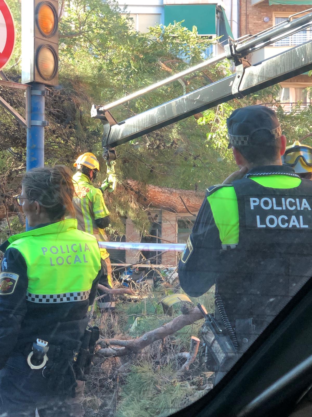 Retirada del árbol en la calle Vázquez de Mella en Alicante