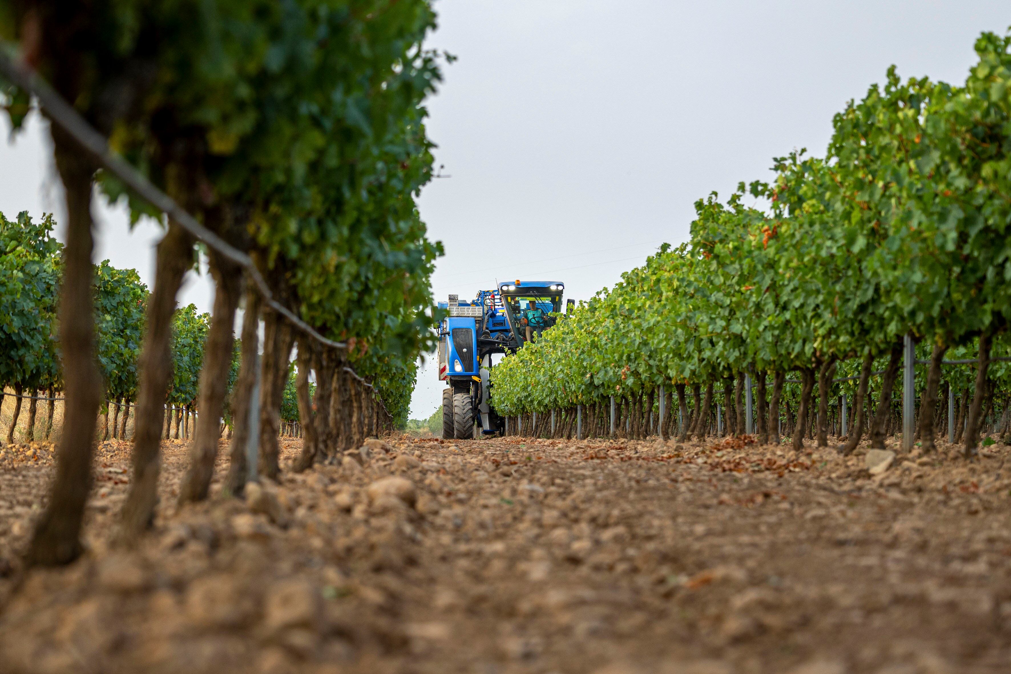 LOGROÑO, 18/08/2025.- Comienzo de la vendimia, este lunes, en la localidad riojana de Aldeanueva de Ebro. La Denominación de Origen Calificada (DOCa) Rioja afronta una de las cosechas más cortas de su historia, en especial, en la uva tinta, debido al severo ataque de mildiu, los problemas de fertilidad en la planta y los pedriscos, pero con perspectivas de obtener calidad por el buen estado sanitario que presenta actualmente el viñedo. EFE/ Raquel Manzanares
