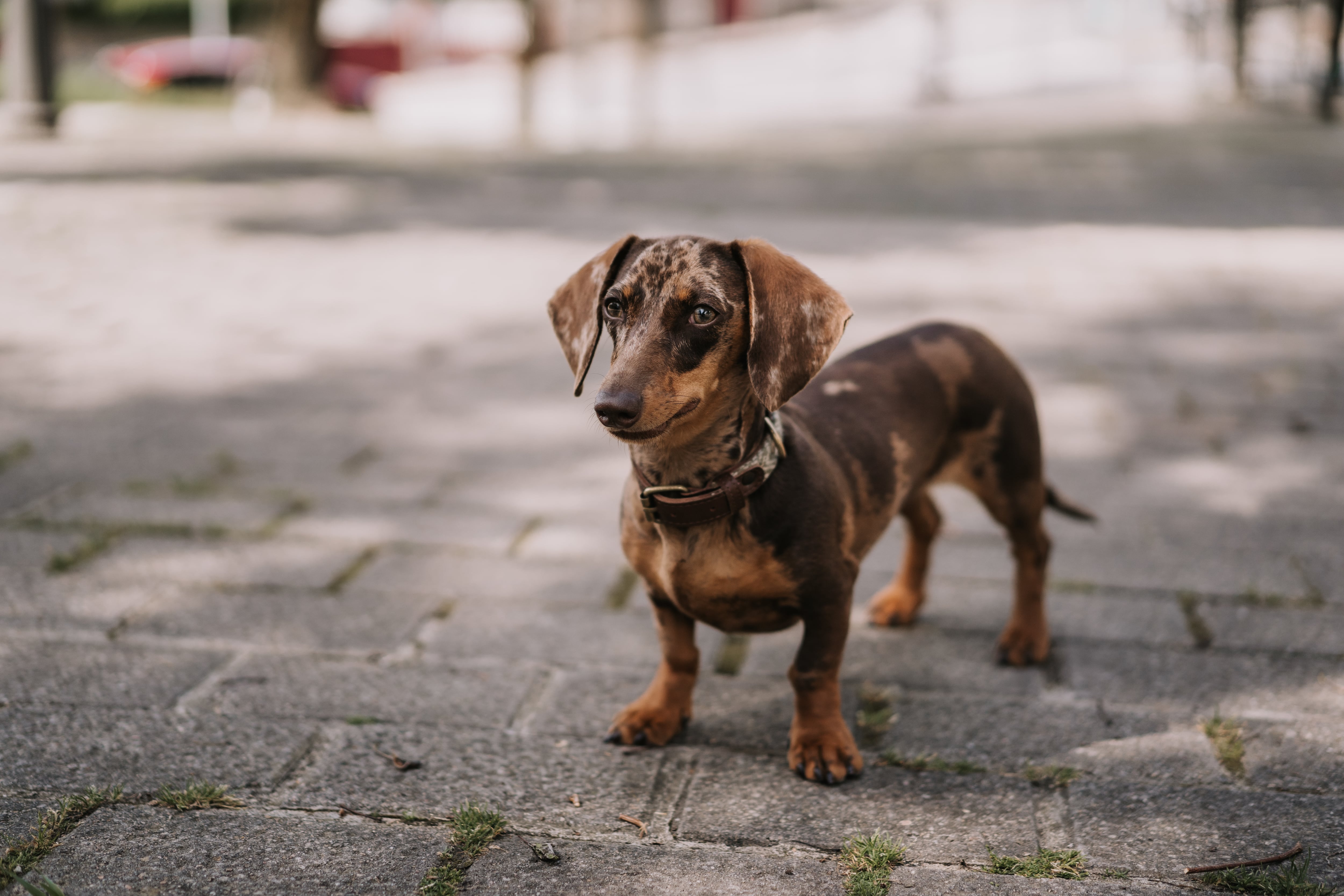 Perro salchicha.