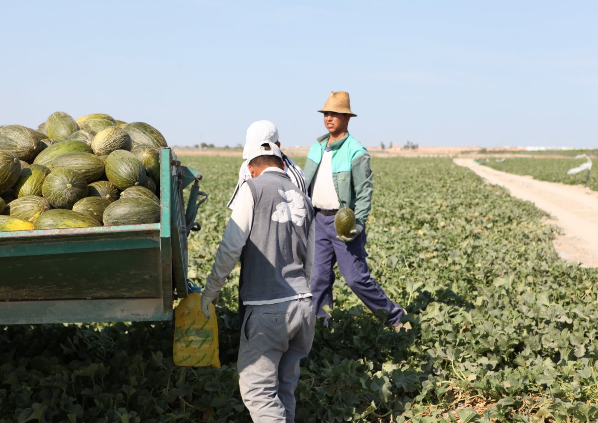 Jornaleros en el campo de la Región