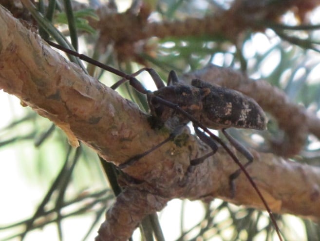 Bursaphelenchus xylophilus, Nematodo de la Madera del Pino