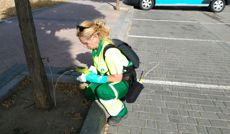 Parla utiliza el sistema de la endoterapia para combatir plagas en los árboles de la ciudad. 