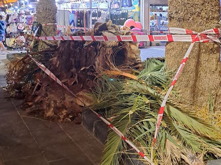 Palmera caída en Puerto del Carmen, Lanzarote.