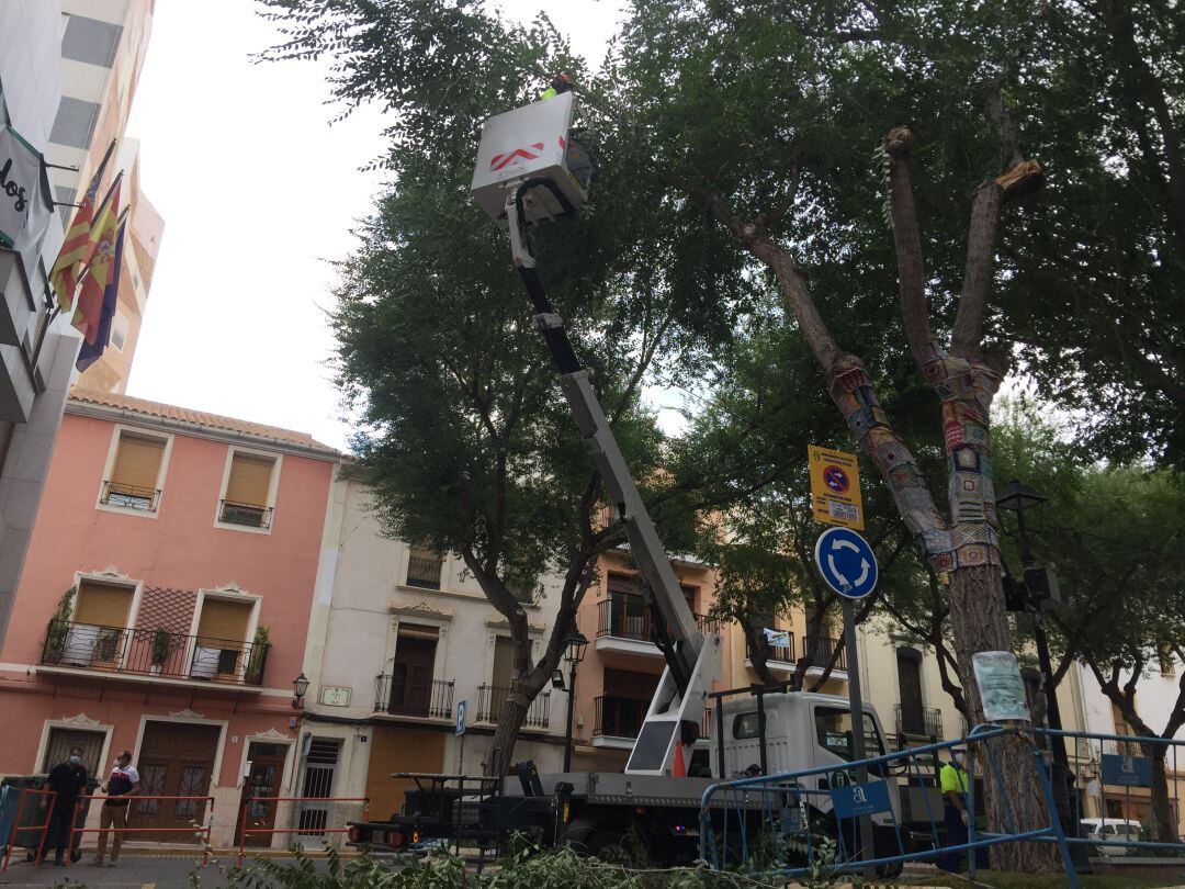 Petrer poda los olmos de la plaça de Baix