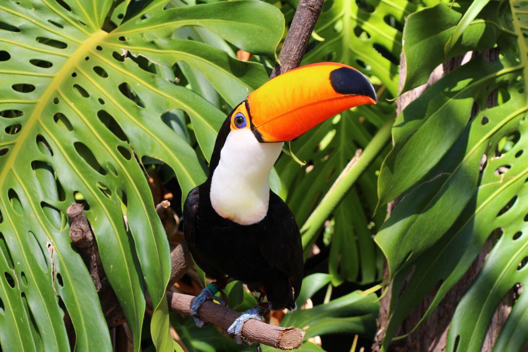 Tucán