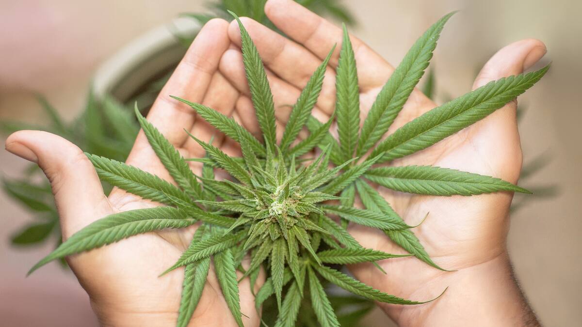 Espacio de sexualidad con Almudena M. Ferrer, sobre cannabis y libido