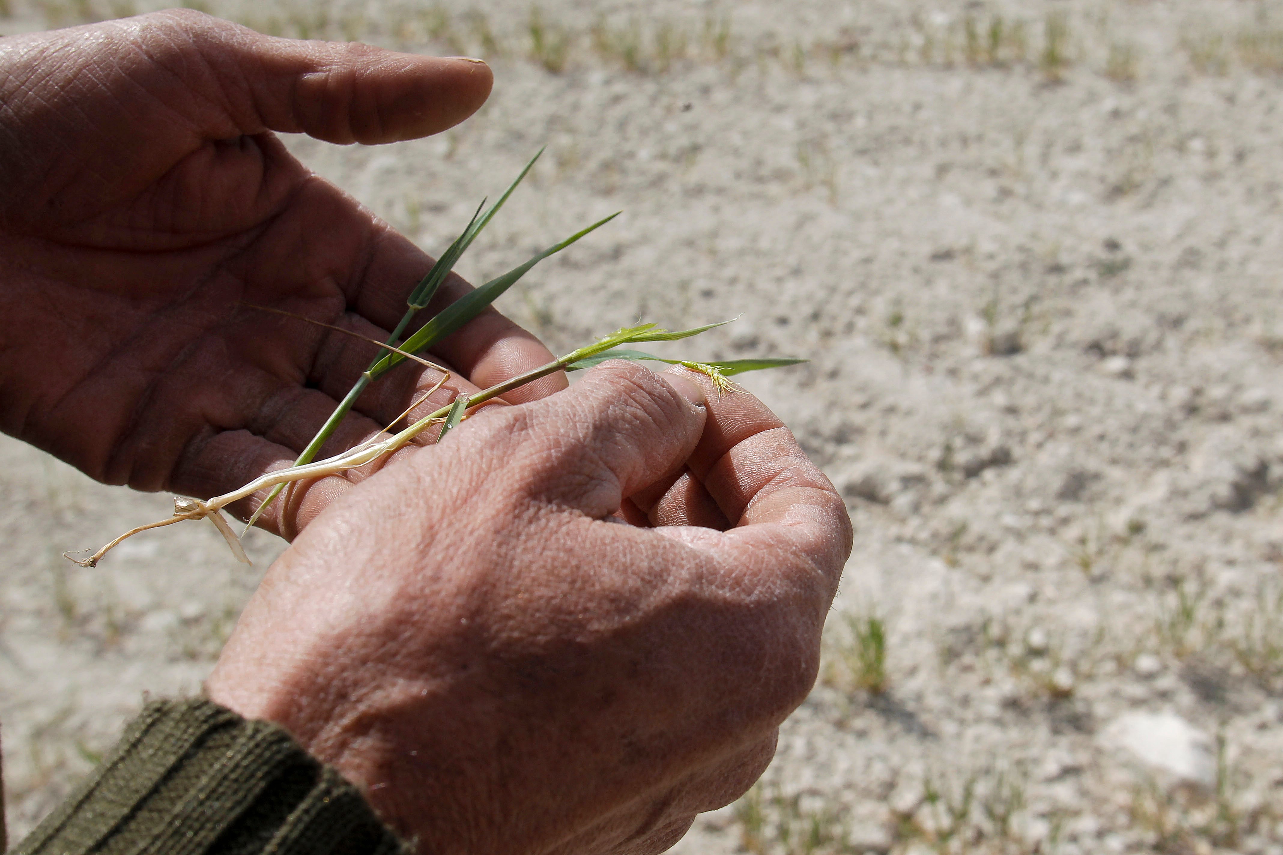 GRAFCVA2798. ALCOY (ALICANTE), 14/04/2023.- Un labrador muestra los efectos devastadores que la sequía y el calor producen sobre su plantación de cereal cuando los agricultores de secano miran con temor a 2024 tras una cosecha que en el sur de la Comunitat Valenciana es &quot;desastrosa&quot; por la sequía, con pérdidas que superan el 90 y el 95 % de las hectáreas, y si no llega la lluvia, algunos cultivos como el almendro tendrán que ser replantados. EFE/Morell
