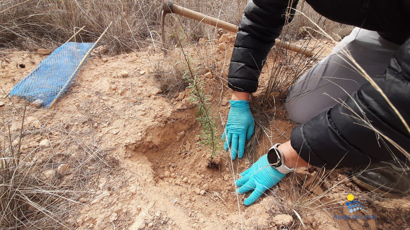 Plantación de árboles en la Zarzadilla de Totana