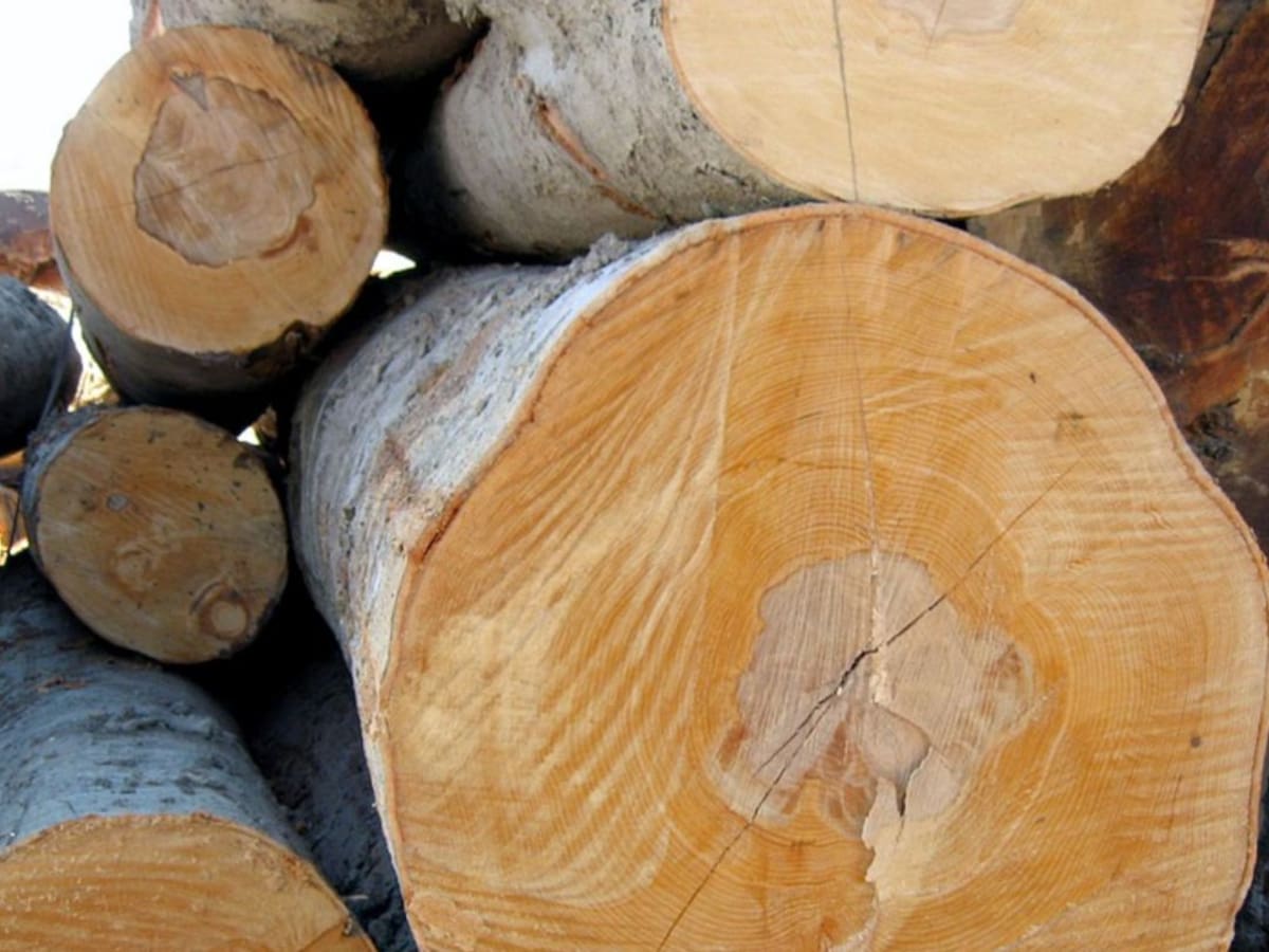 La Fiscalía investigará un posible delito por unas talas presuntamente irregulares en Puebla de Arenoso