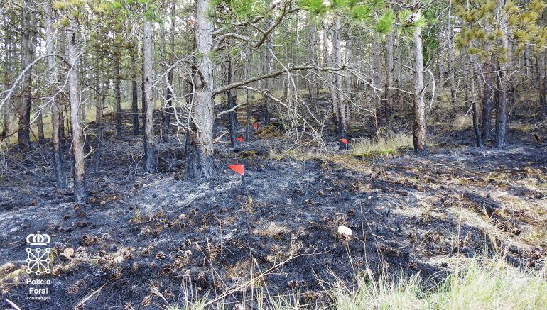 Parte de la superficie quemada con afección al pina