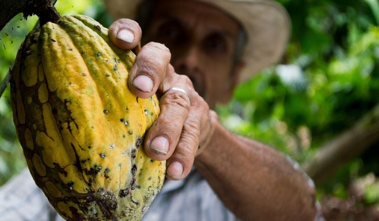 Un hombre recogiendo cacao.