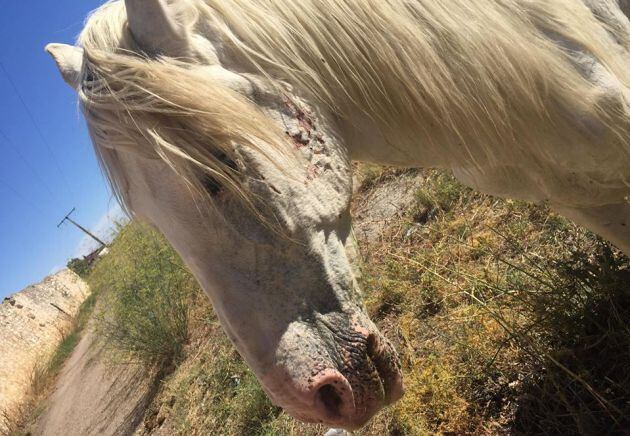 Imagen del caballo al ser encontrado por la asociación en Zamora