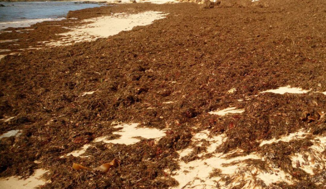 Alga asiática en Algeciras.