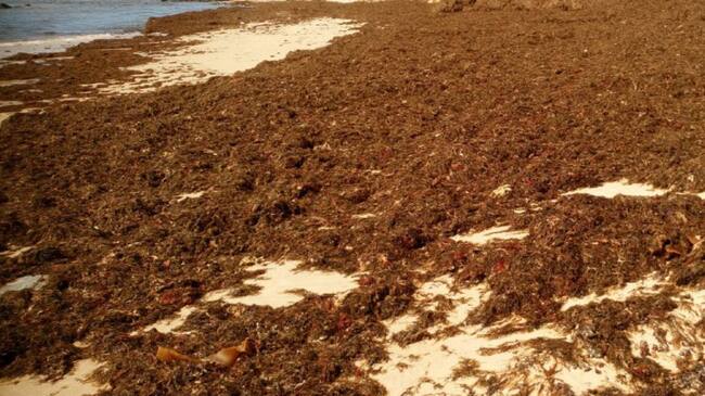 Alga asiática en Algeciras.