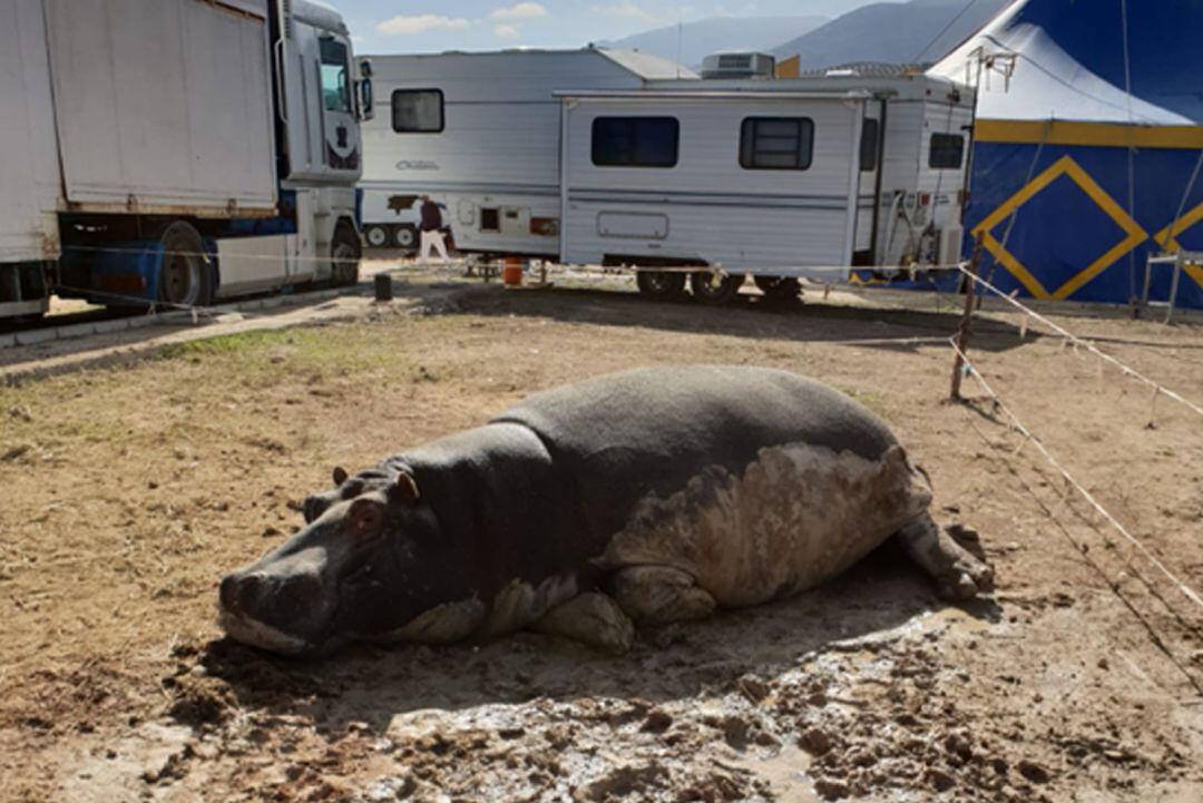 En estas condiciones se encuentra el hipopótamo del circo Roma