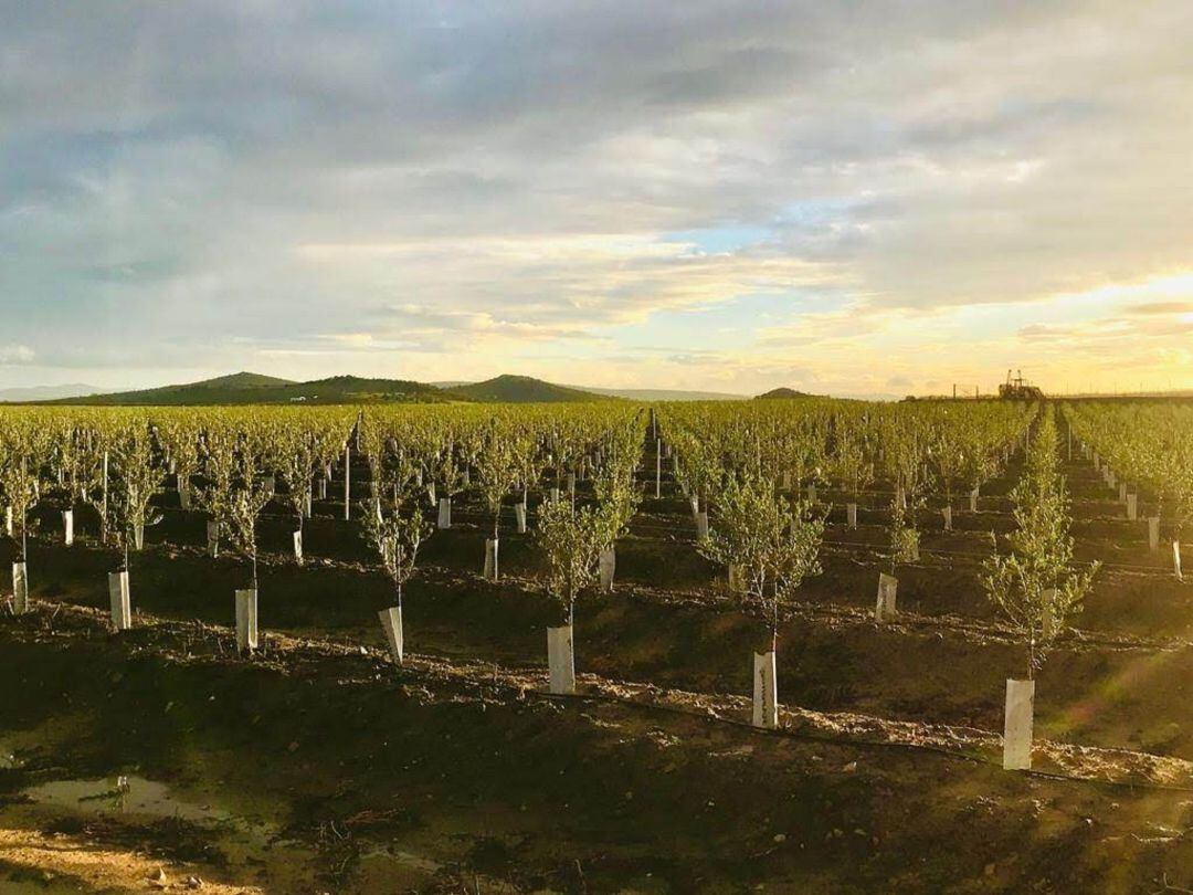 Plantacion de olivos intensivos en Extremadura