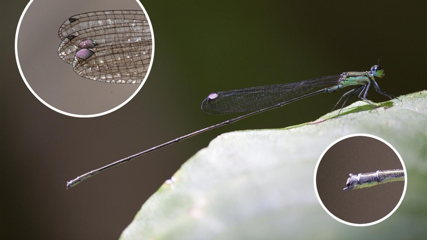 El grupo EcoEvo de la UVigo descubre una nueva especie de libélula en Fiji