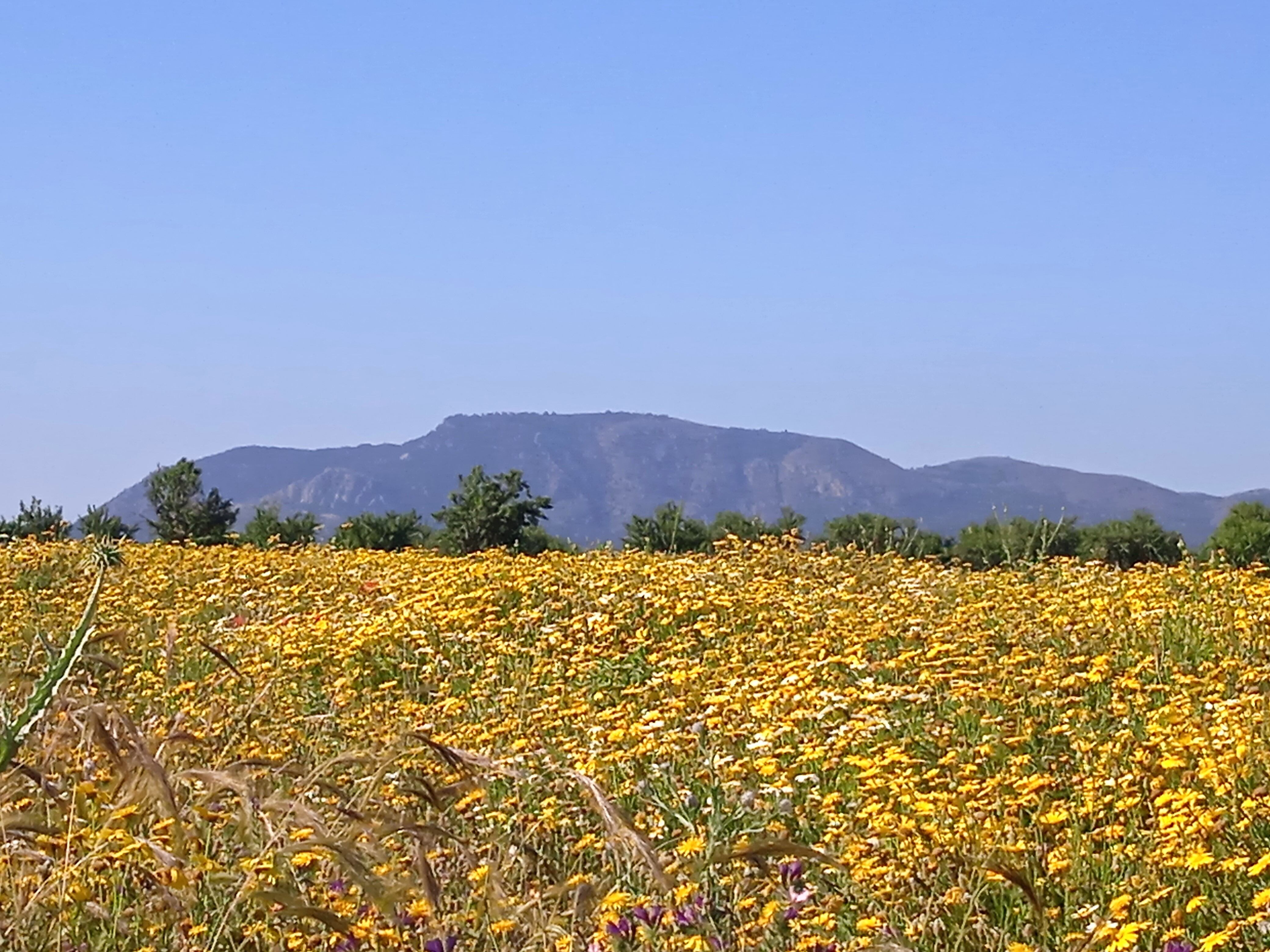 Campo Florido en el secano del Oeste de Cartagena. Diputación de La Magdalena.  Al fondo la mágica y emblemática montaña de la Muela. Mayo 2022.