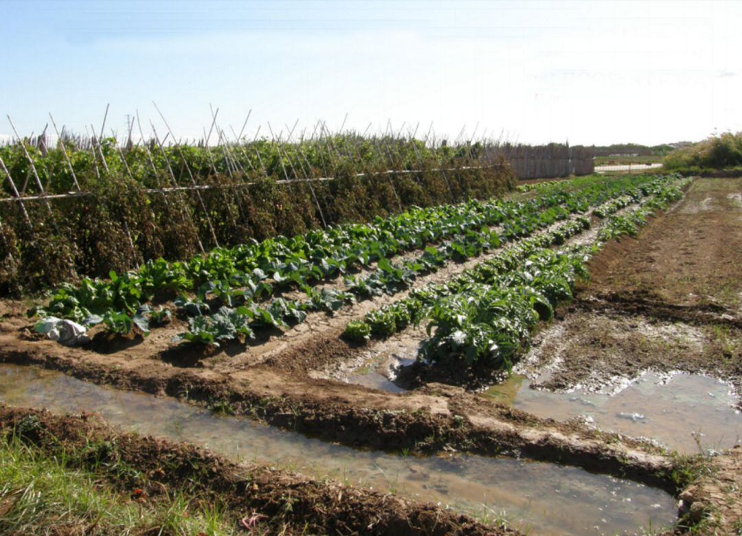 Huerta tradicional