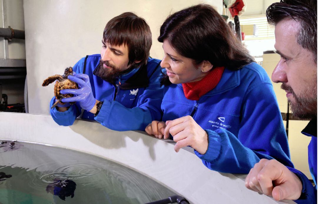 Tanque en el Acuario de Sevilla de las tortugas bobas