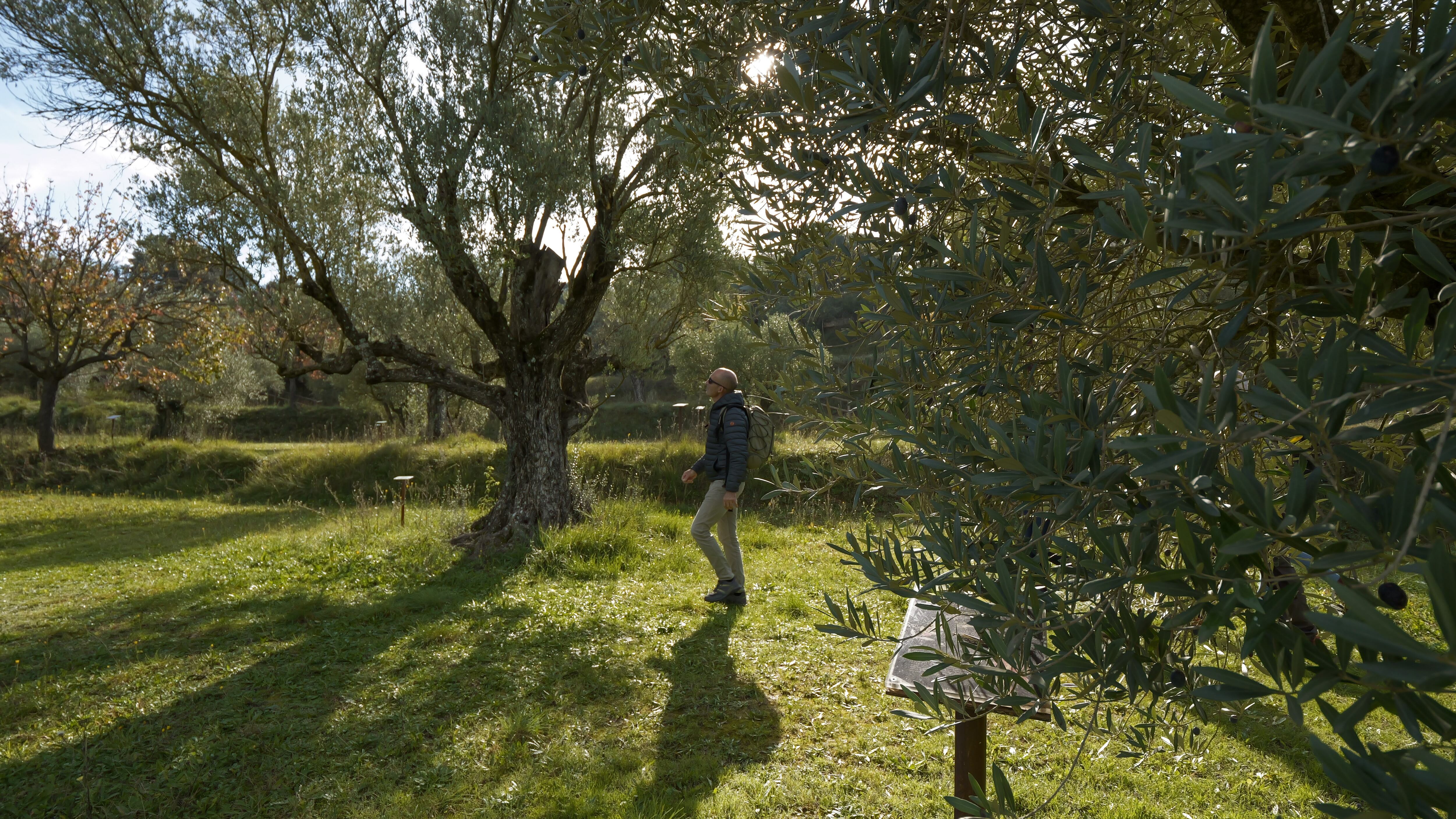 Saborea Guara Somontano pone en marcha un proyecto de olivares vivos