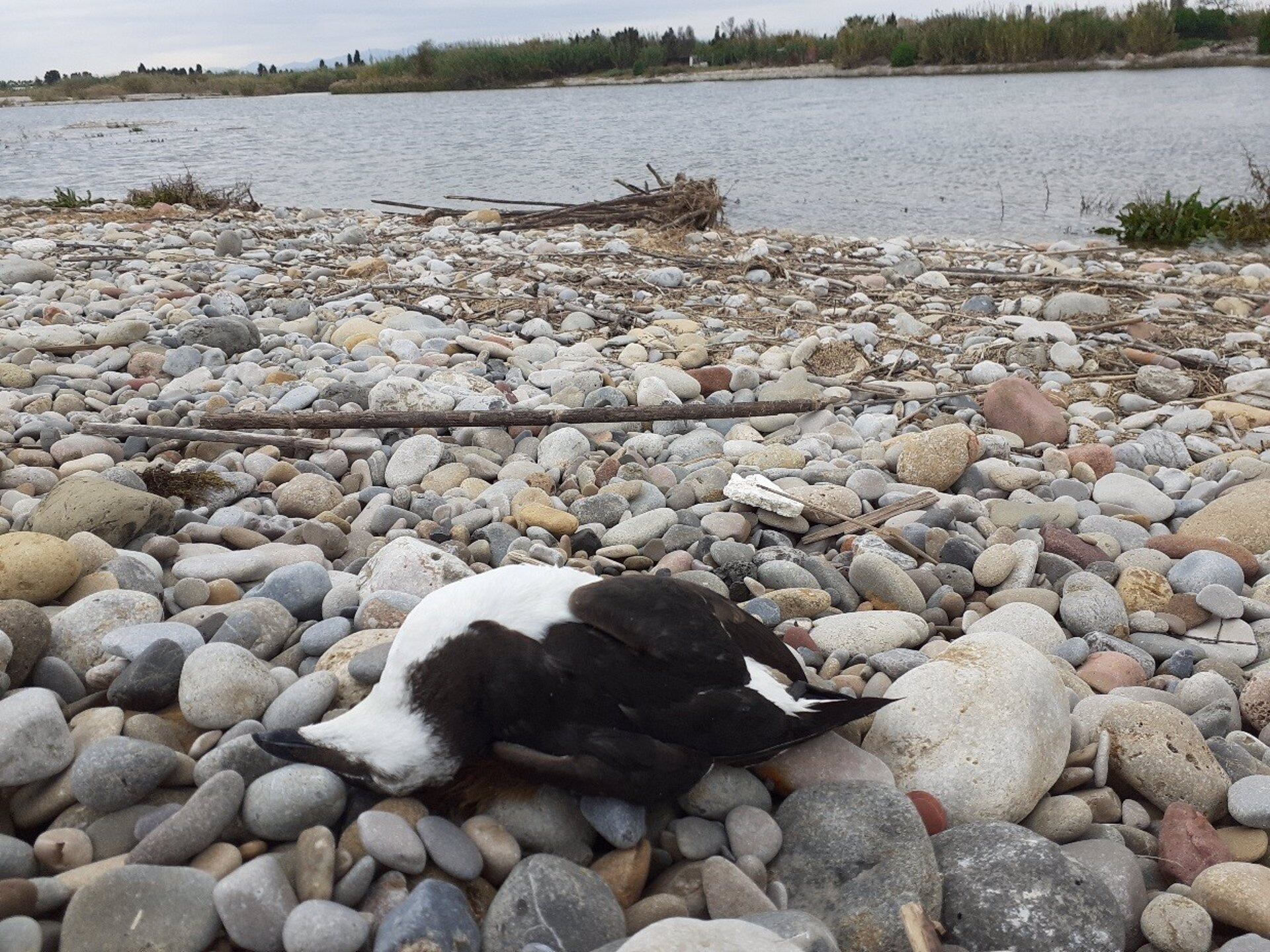 Aparecen cinco alcas comunes muertos en la playa de les Goles del Paisaje de la Desembocadura del Mijares