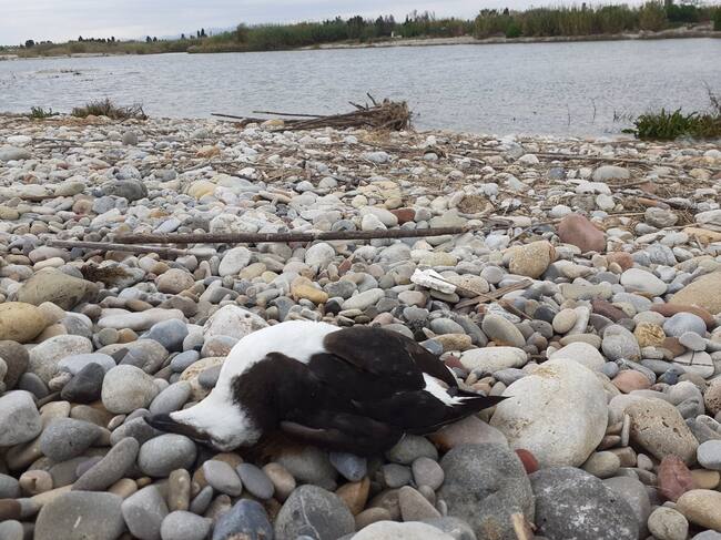 Aparecen cinco alcas comunes muertos en la playa de les Goles del Paisaje de la Desembocadura del Mijares