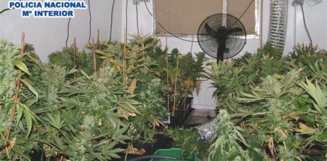 La droga intervinguda