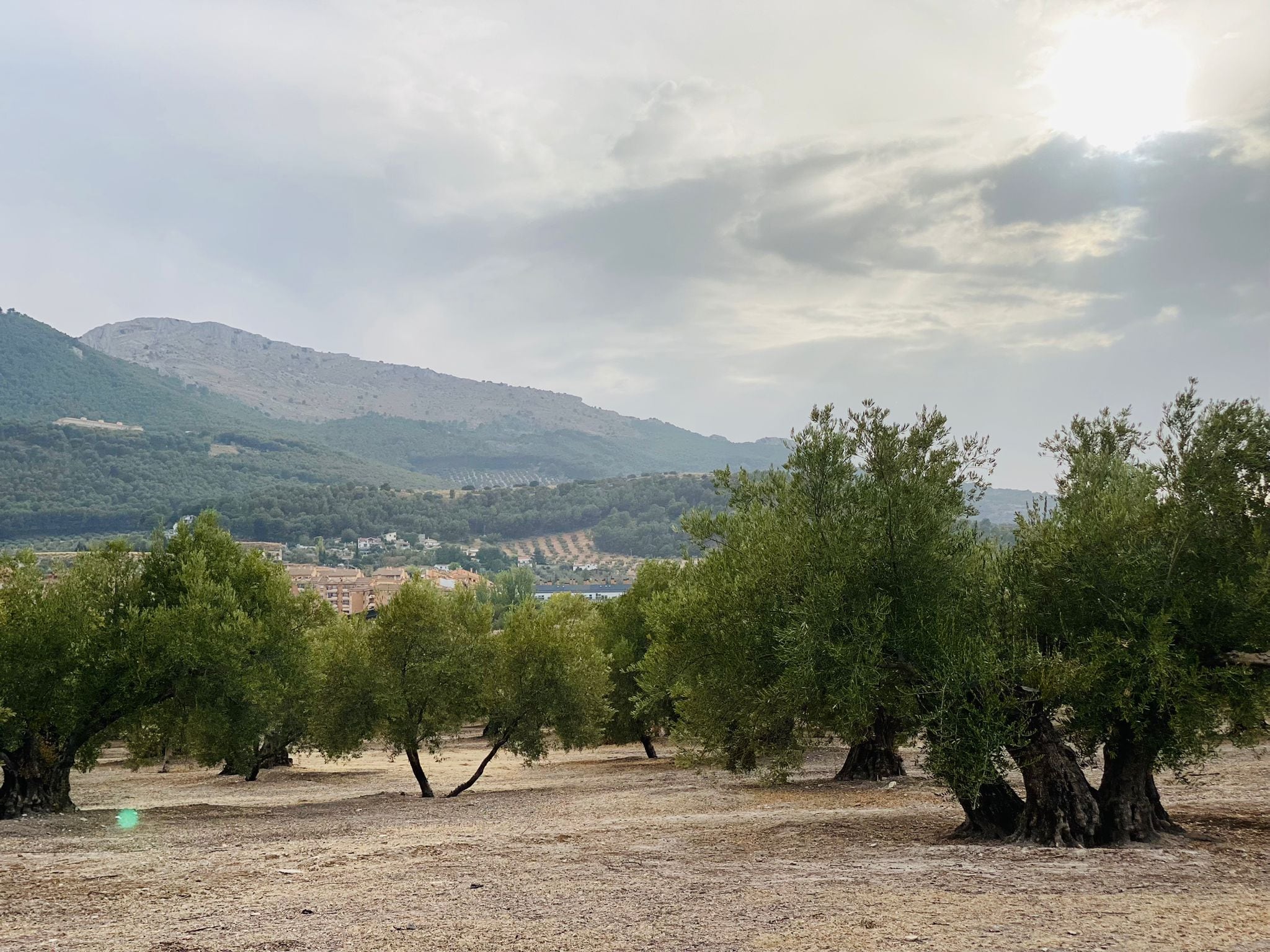 Imagen de un campo de olivos en la provincia de Jaén.