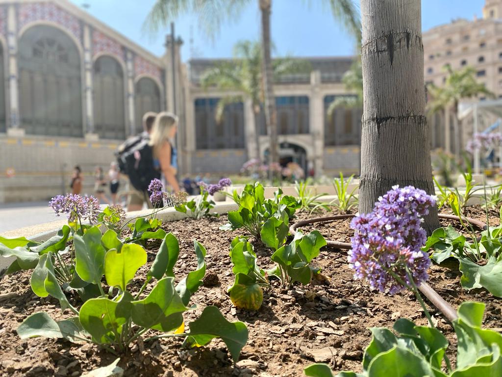 Vegetación en las plazas Ciudad de Brujas y del Mercado