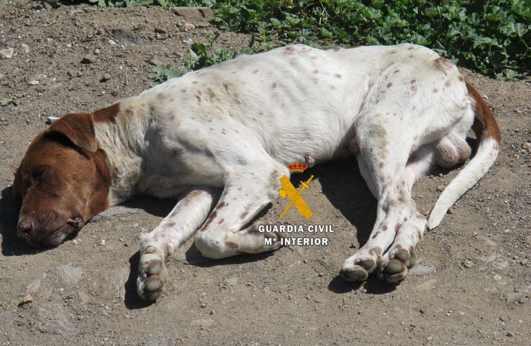 Uno de los perros localizados por la Guardia Civil en la provincia de Málaga