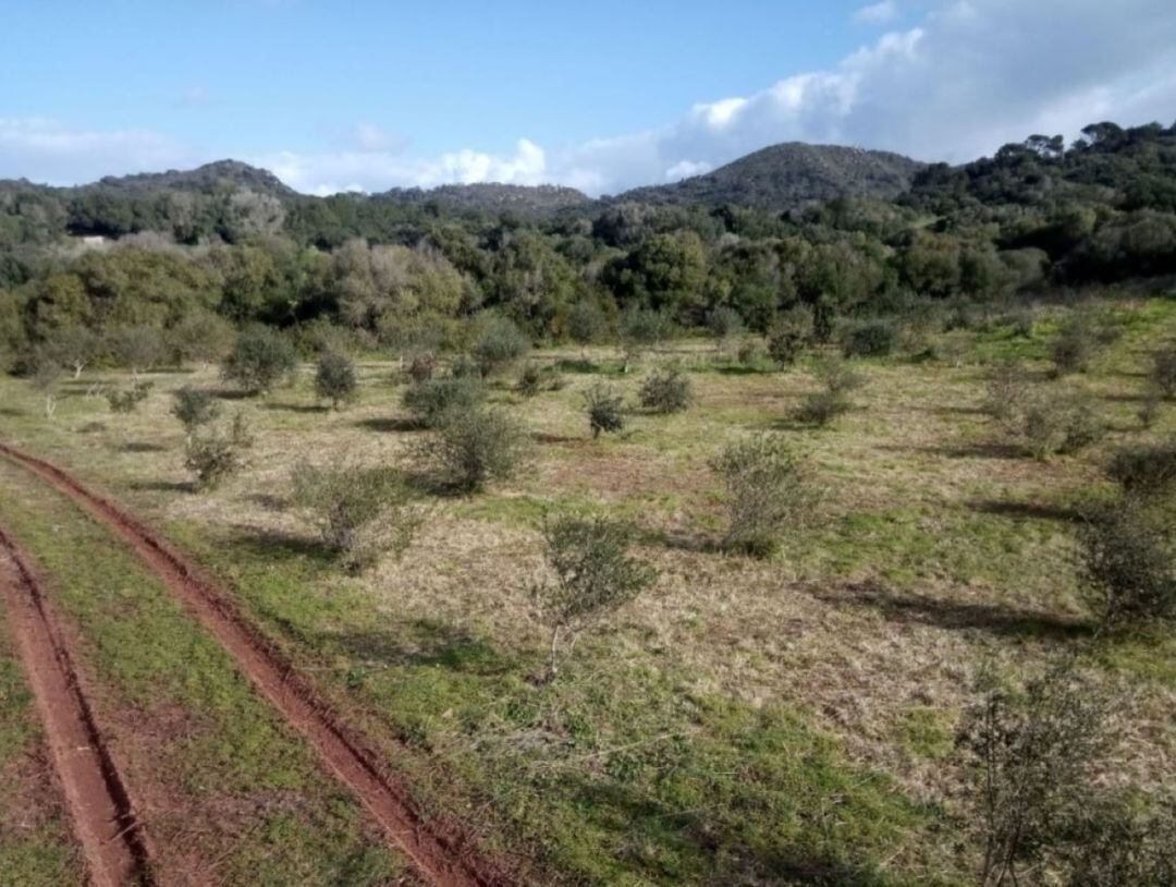 La finca d&#039;Alforí la gestiona el Consell de Menorca.