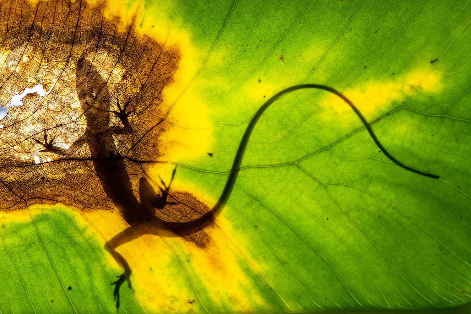 La exposición, compuesta por 20 fotografías, se encontrará al aire libre y mostrará imágenes de mamíferos, aves, reptiles, anfibios y otras especies, tomadas desde lugares remotos hasta La Pedriza