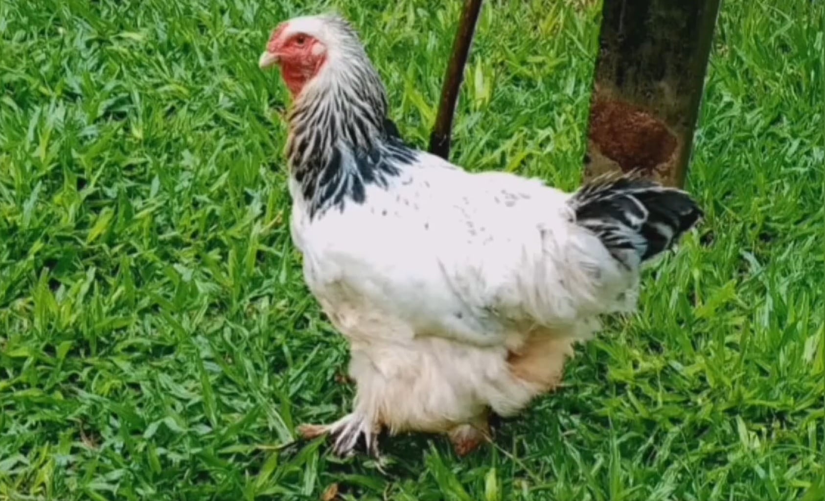 La gallina Cococha