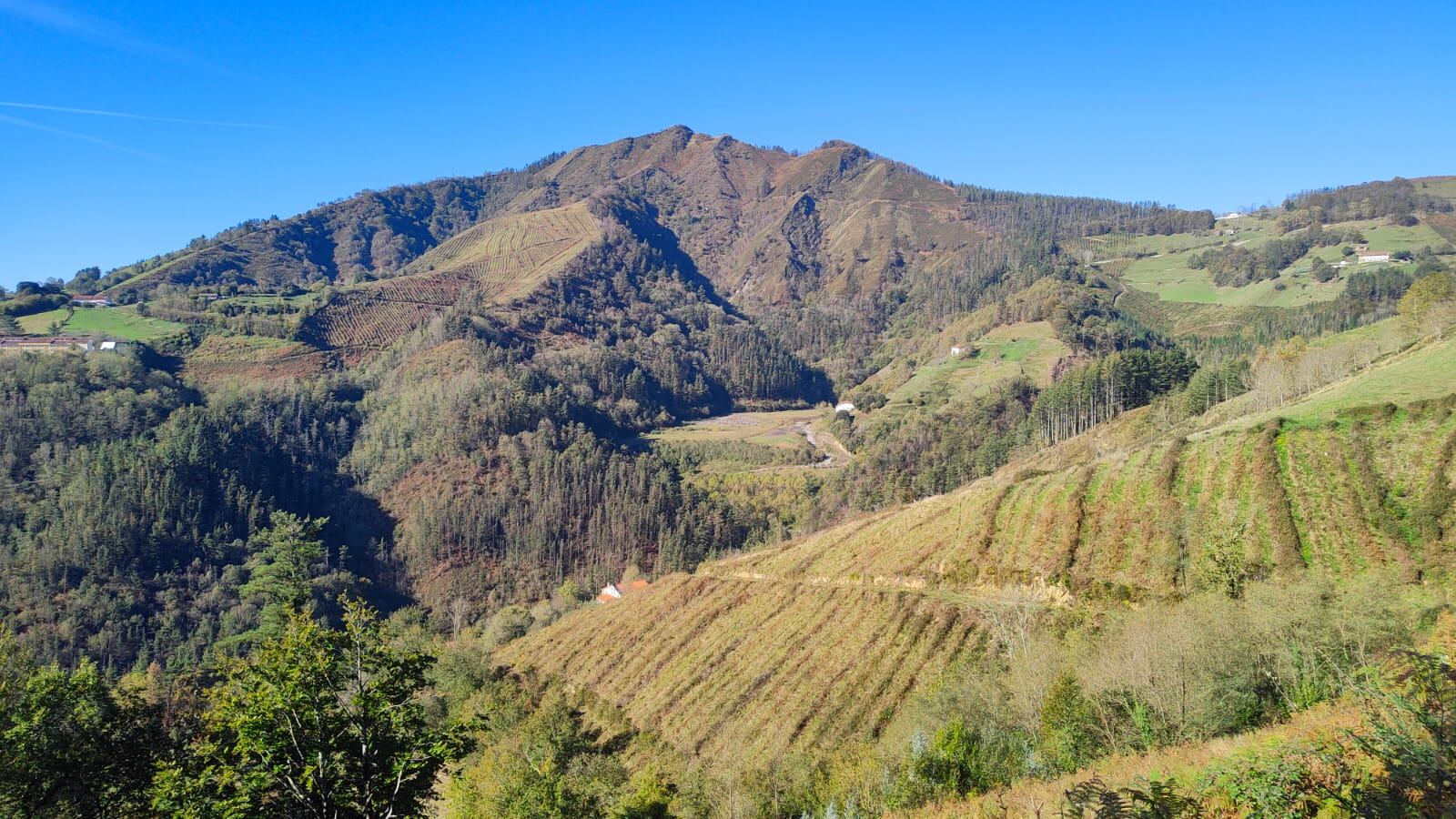 La gestión forestal es un asunto de gran actualidad en los últimos tiempos