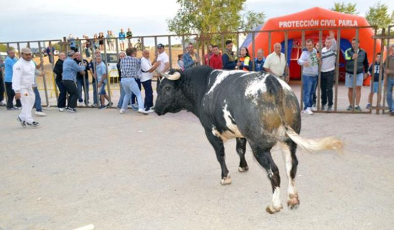 Uno de los astados durante los últimos encierros en Parla