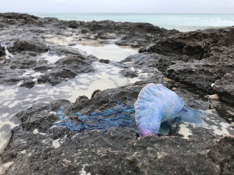 Uno de los ejemplares de medusa retirados en Formentera